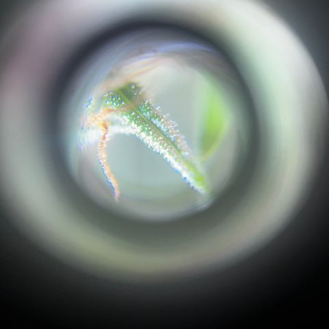 Brasilia Moonshine growlog timeline photo