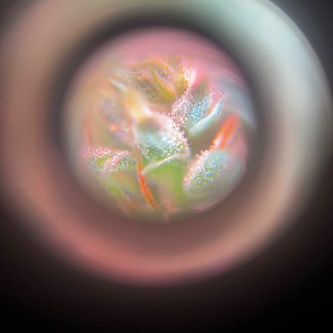 Brasilia Moonshine growlog timeline photo