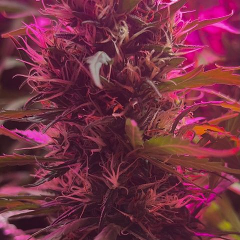 Brasilia Moonshine growlog timeline photo