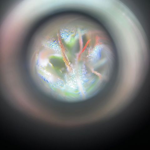 Brasilia Moonshine growlog timeline photo