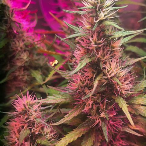 Brasilia Moonshine growlog timeline photo
