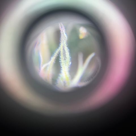 Brasilia Moonshine growlog timeline photo