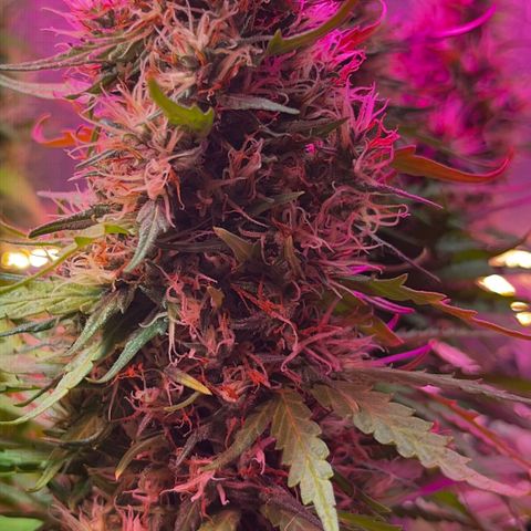 Brasilia Moonshine growlog timeline photo