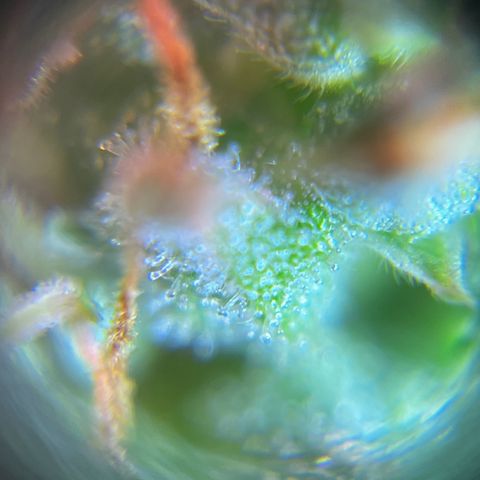 Brasilia Moonshine growlog timeline photo