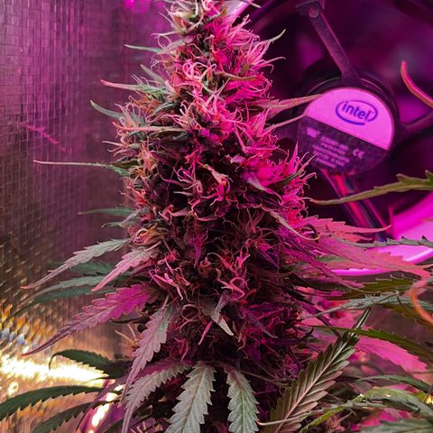 Brasilia Moonshine growlog timeline photo