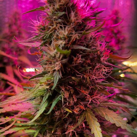 Brasilia Moonshine growlog timeline photo