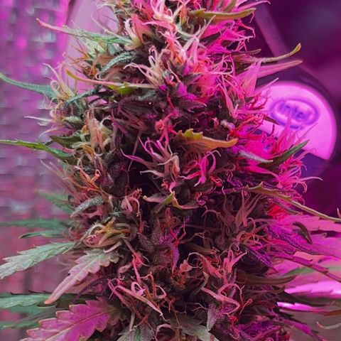 Brasilia Moonshine growlog timeline photo