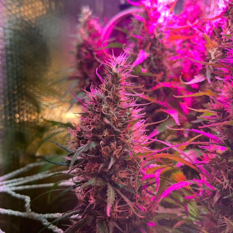 Brasilia Moonshine growlog timeline photo