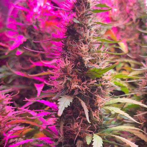 Brasilia Moonshine growlog timeline photo