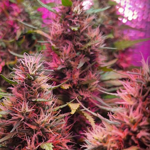 Brasilia Moonshine growlog timeline photo