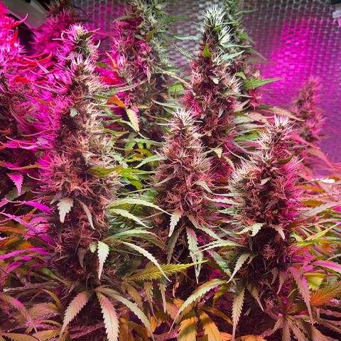 Brasilia Moonshine growlog timeline photo
