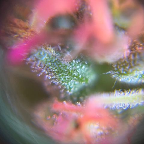 Brasilia Moonshine growlog timeline photo