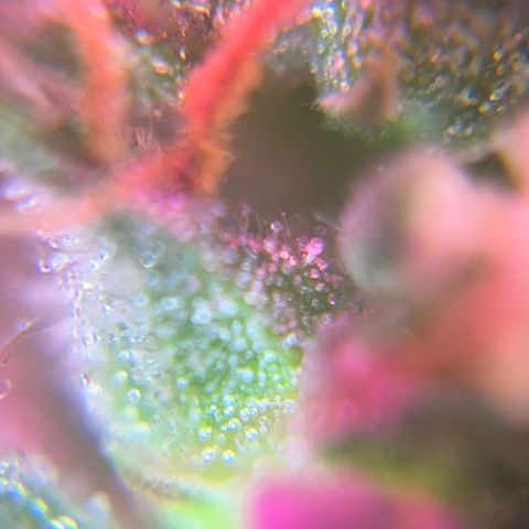 Brasilia Moonshine growlog photo: Some buds with most tricomes milky, others more clear
