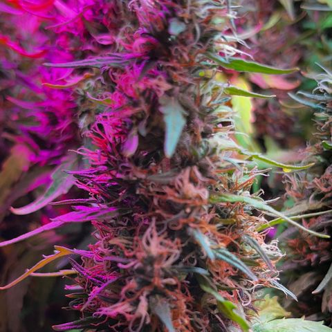 Brasilia Moonshine growlog photo: Some buds with most tricomes milky, others more clear