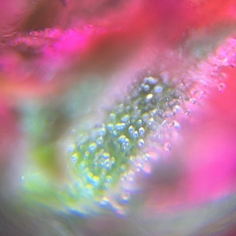 Brasilia Moonshine growlog photo: Some buds with most tricomes milky, others more clear