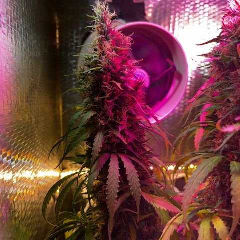 Brasilia Moonshine growlog photo: Some buds with most tricomes milky, others more clear
