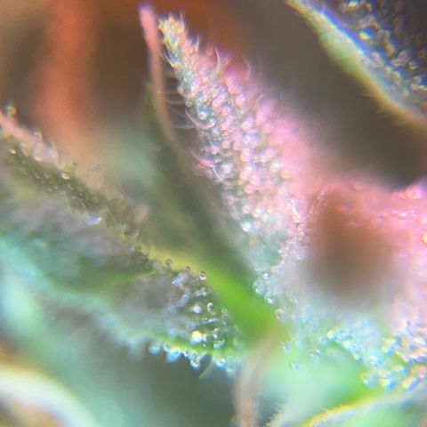 Brasilia Moonshine growlog photo: Some buds with most tricomes milky, others more clear