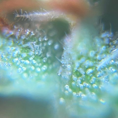 Brasilia Moonshine growlog photo: Some buds with most tricomes milky, others more clear