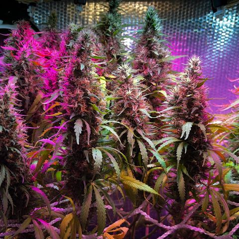 Brasilia Moonshine growlog photo: Some buds with most tricomes milky, others more clear