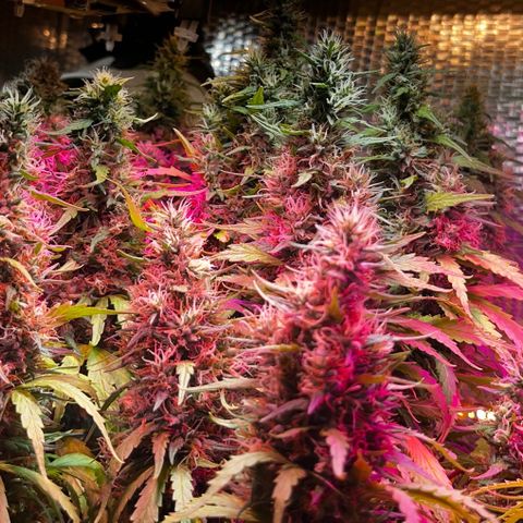 Brasilia Moonshine growlog photo: Some buds with most tricomes milky, others more clear