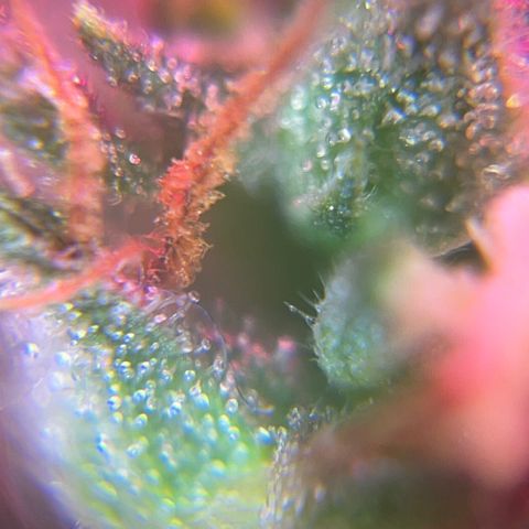 Brasilia Moonshine growlog photo: Some buds with most tricomes milky, others more clear