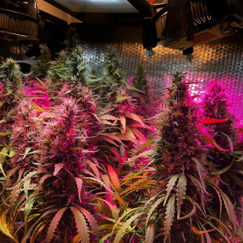 Brasilia Moonshine growlog photo: Some buds with most tricomes milky, others more clear