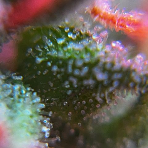 Brasilia Moonshine growlog timeline photo