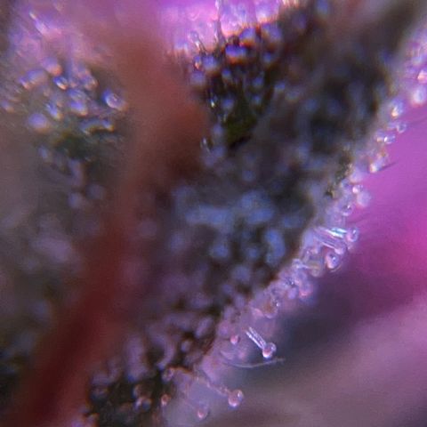 Brasilia Moonshine growlog timeline photo