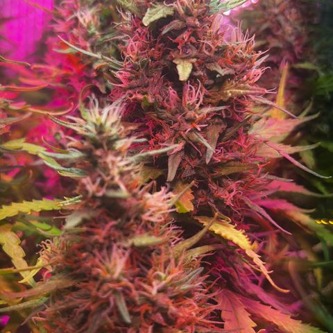 Brasilia Moonshine growlog timeline photo