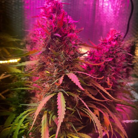 Brasilia Moonshine growlog timeline photo