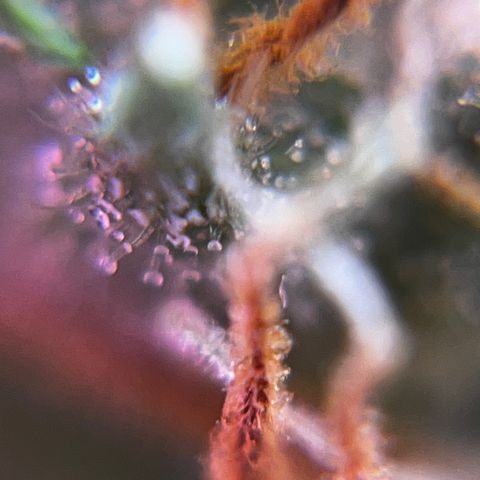 Brasilia Moonshine growlog timeline photo