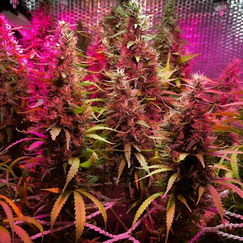 Brasilia Moonshine growlog timeline photo