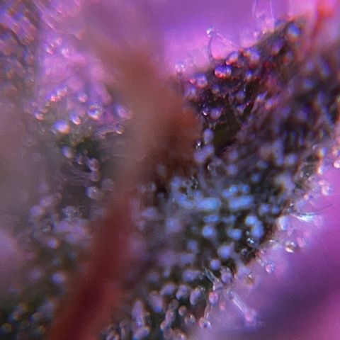 Brasilia Moonshine growlog timeline photo