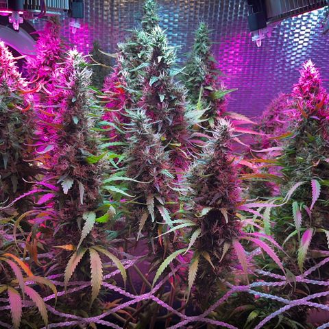 Brasilia Moonshine growlog timeline photo