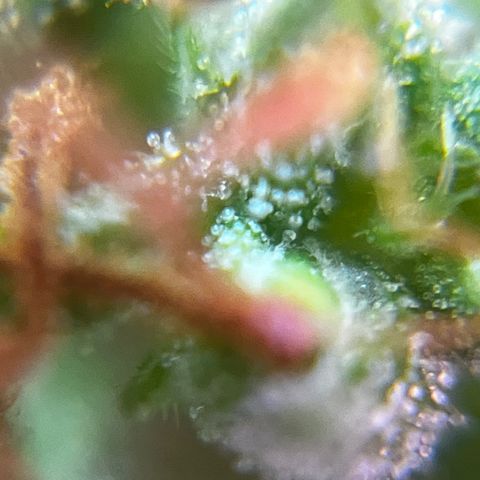 Brasilia Moonshine growlog timeline photo