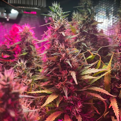 Brasilia Moonshine growlog timeline photo