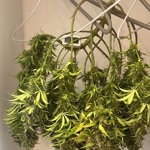Brasilia Moonshine growlog timeline photo