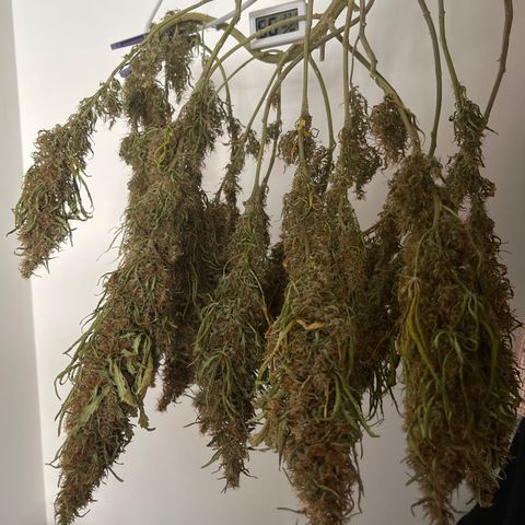 Brasilia Moonshine growlog timeline photo