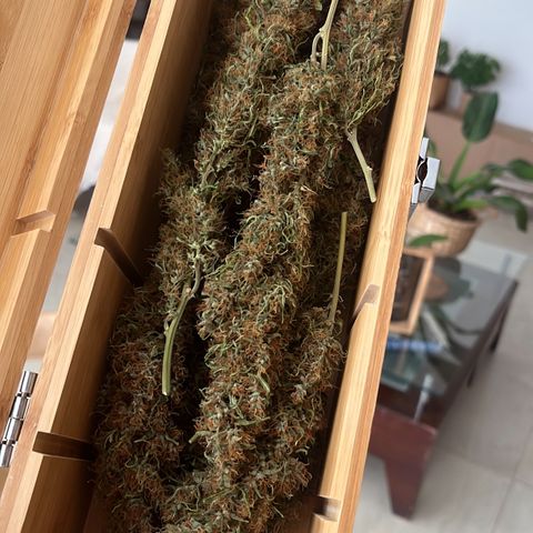 Brasilia Moonshine growlog timeline photo