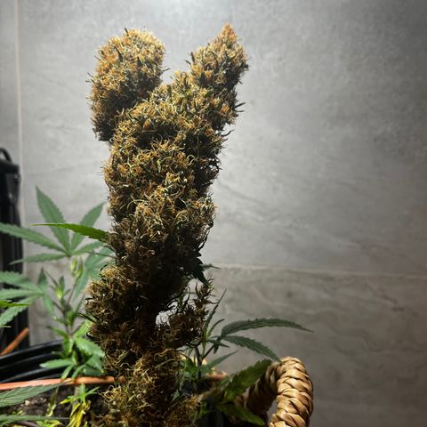 Brasilia Moonshine growlog timeline photo