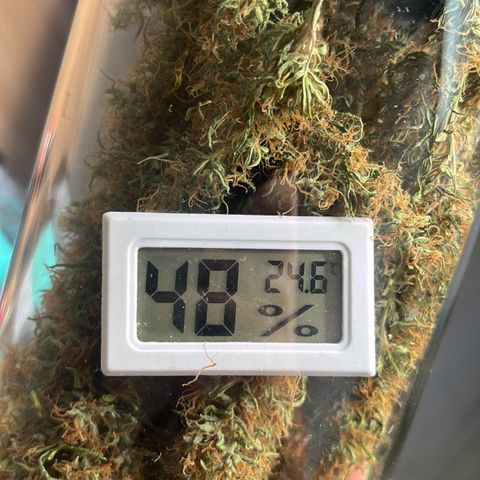Brasilia Moonshine growlog timeline photo