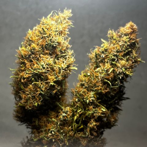 Brasilia Moonshine growlog timeline photo