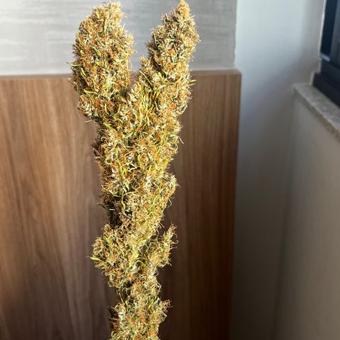 Brasilia Moonshine growlog timeline photo