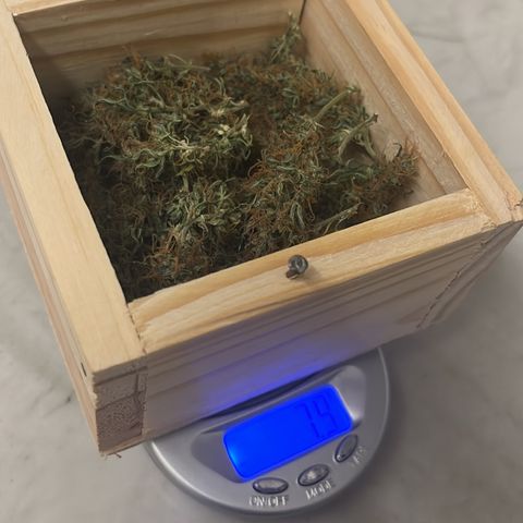 Brasilia Moonshine growlog timeline photo