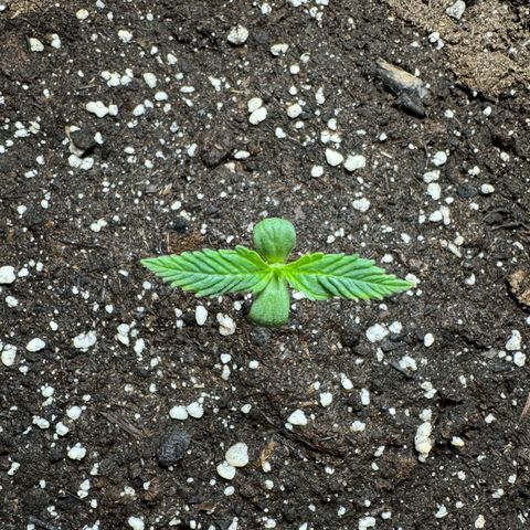 Runtz Auto growlog timeline photo