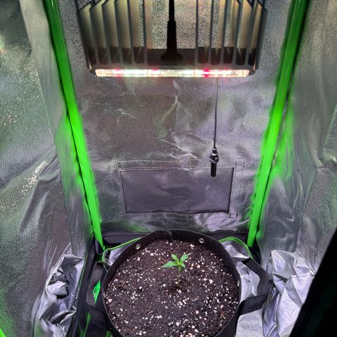Runtz Auto growlog timeline photo