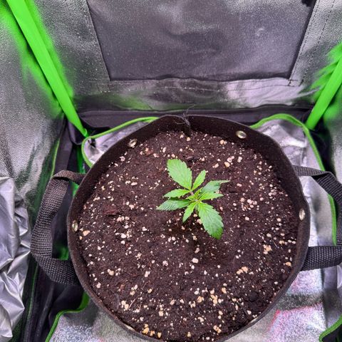 Runtz Auto growlog timeline photo