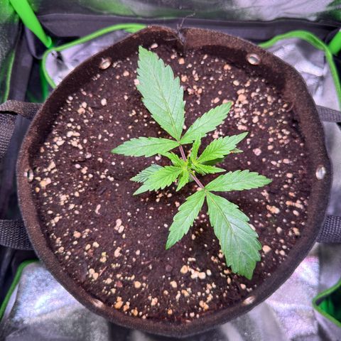 Runtz Auto growlog timeline photo