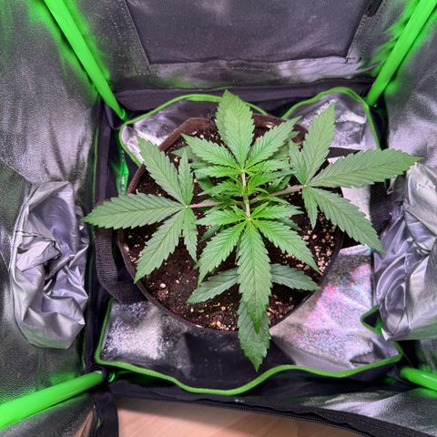 Runtz Auto growlog timeline photo