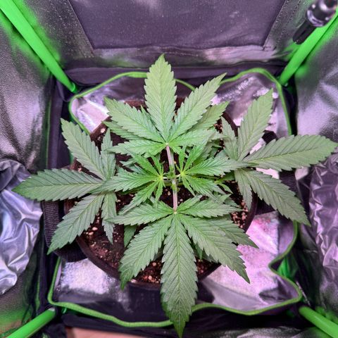 Runtz Auto growlog timeline photo